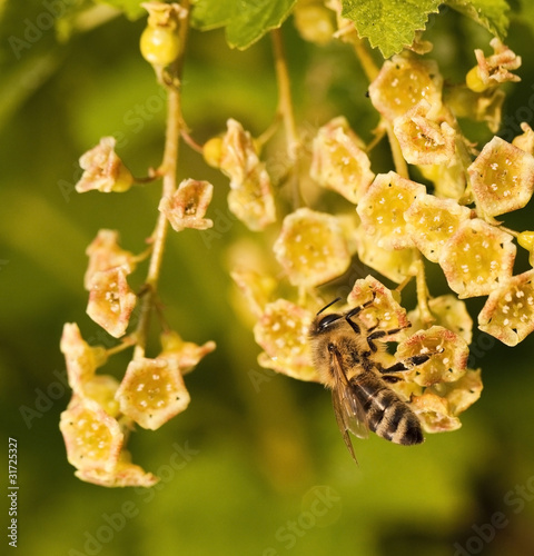 Biene beim Nektar saugen einer Johannisbeerblüte