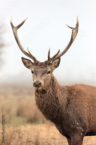 beautiful deer