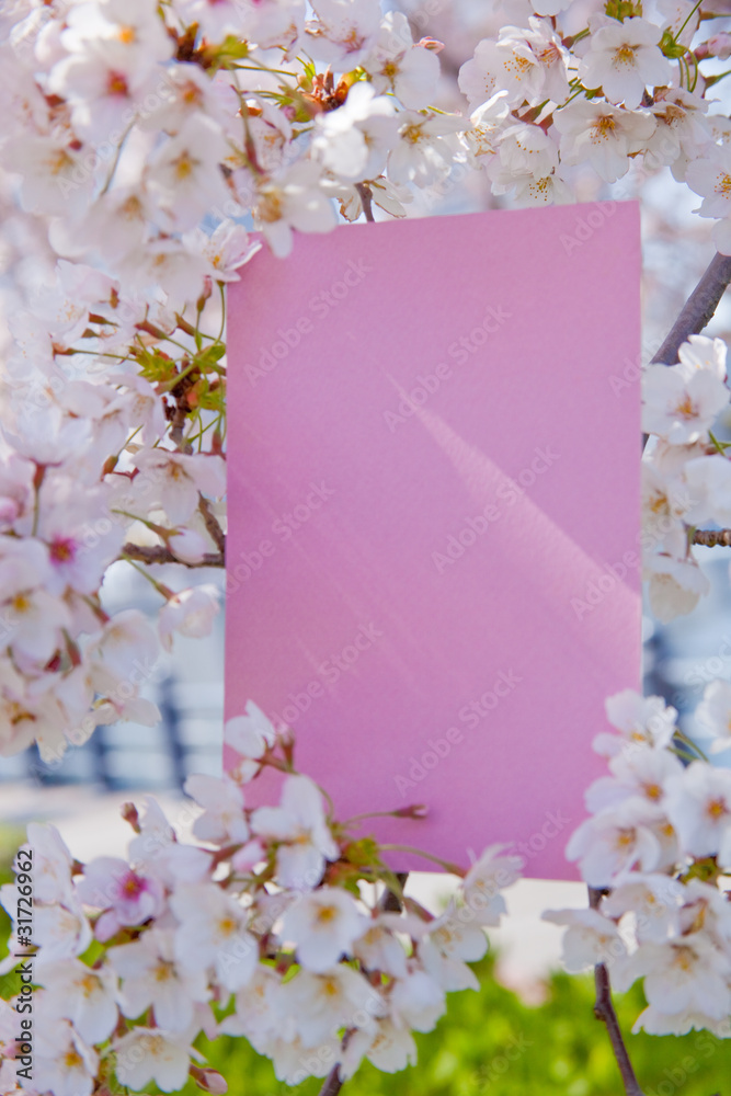 letter[cherry_blossom]_027