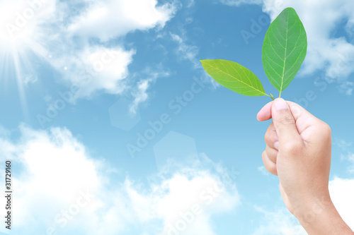 fresh green leaf in hand against the sky