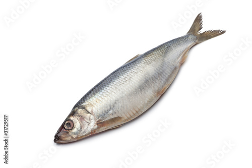 Whole single fresh raw herring