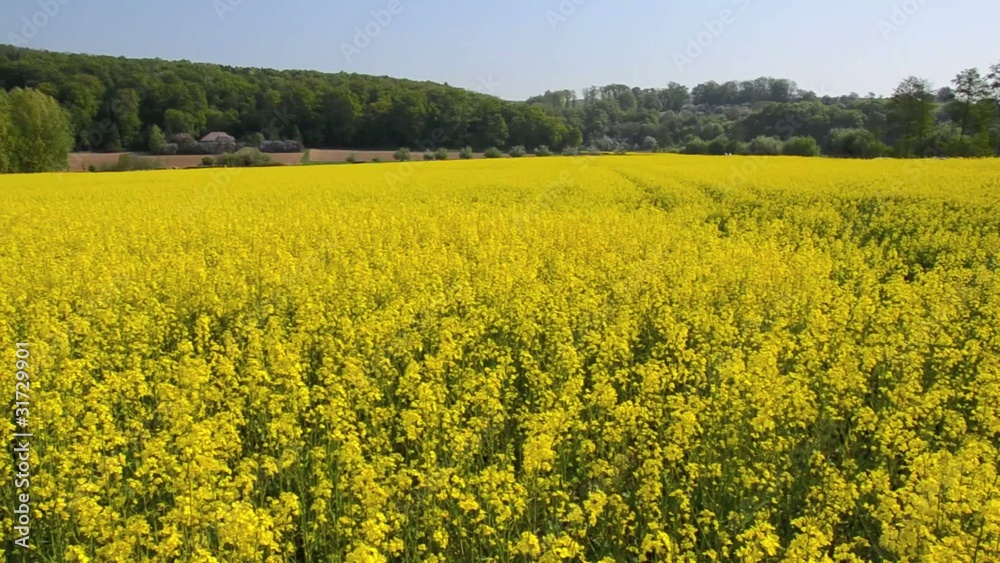 Rapsfeld Rapsfeld