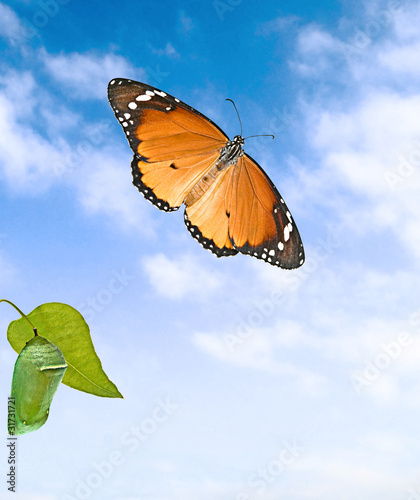 Monarch butterfly and pupae photo