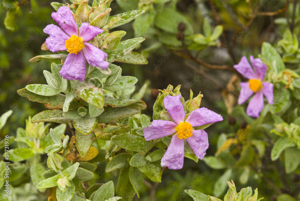 Obraz premium Ciudad Real