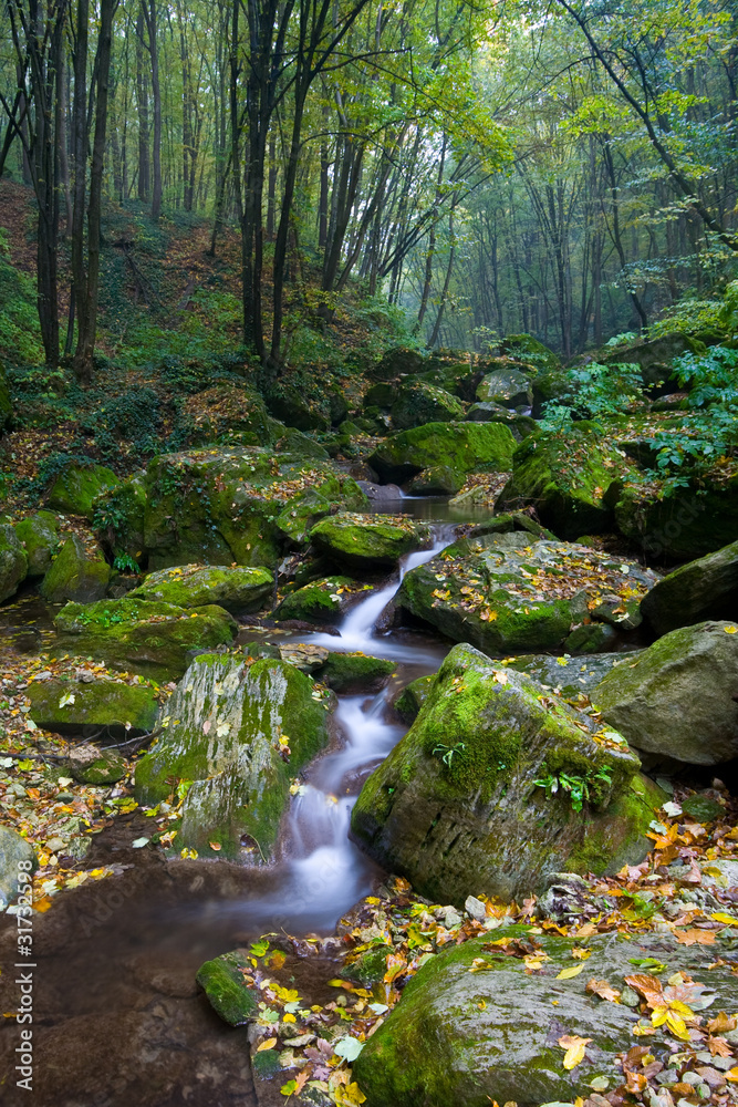 Fototapeta premium forest brook