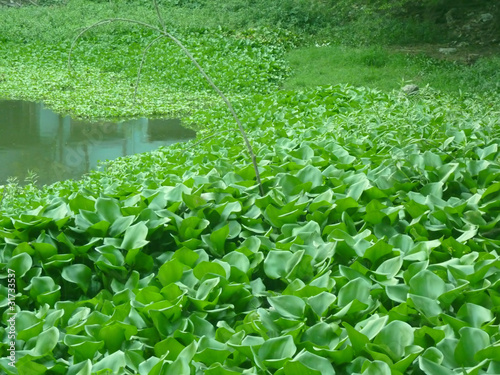 Water Hyacinth on the pond