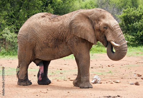 Big elephant walking in the bush