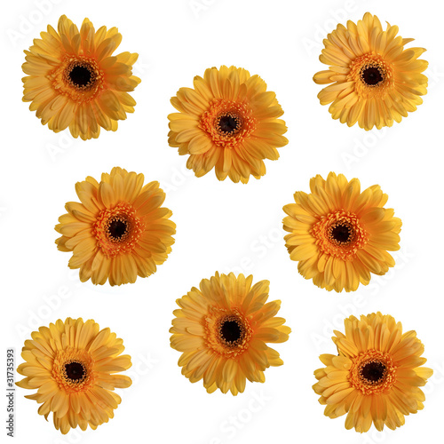 Yellow gerbera flowers