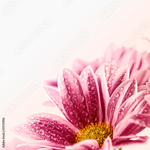 Daisies against white background