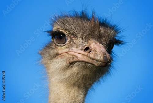 Ostrich head 2
