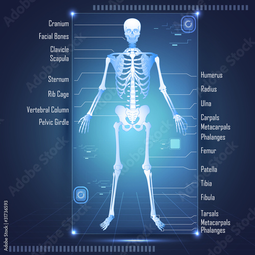 Scanning of Skelton