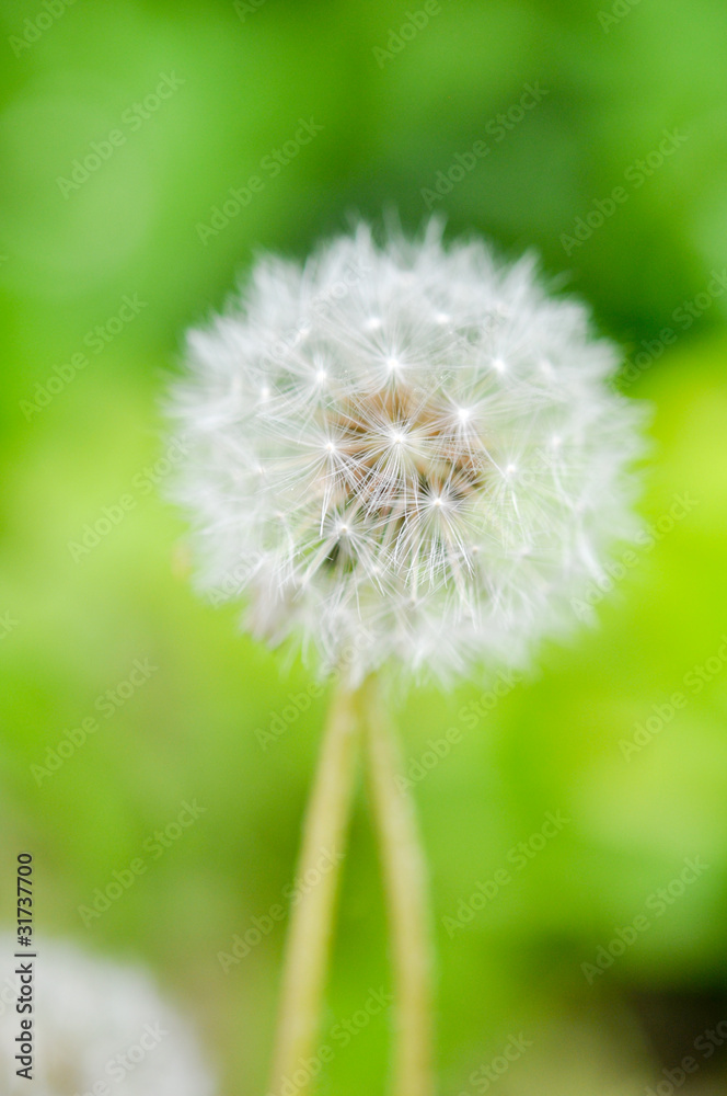 Fototapeta premium Löwenzahn
