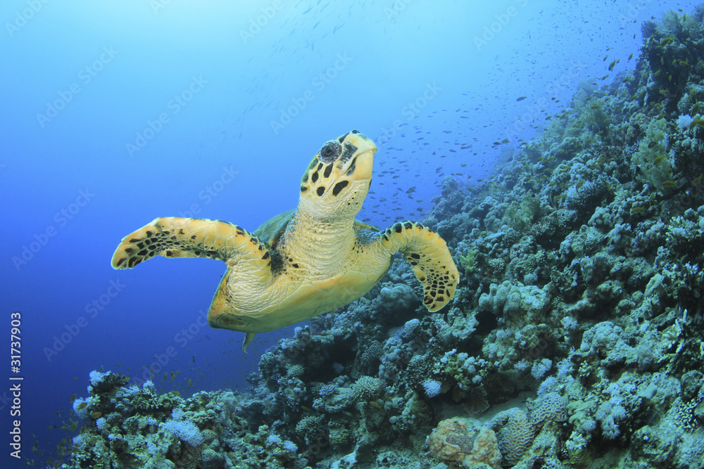 Obraz premium Hawksbill Turtle (Eretmochelys imbricata)
