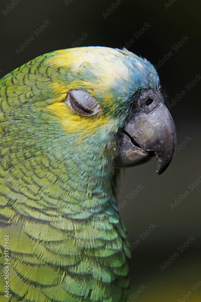 Fototapeta premium Blaustirnamazone
