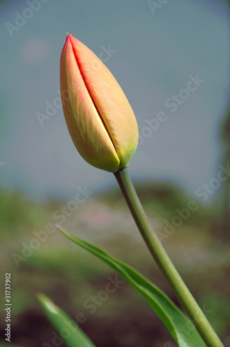 Fresh tulip bud