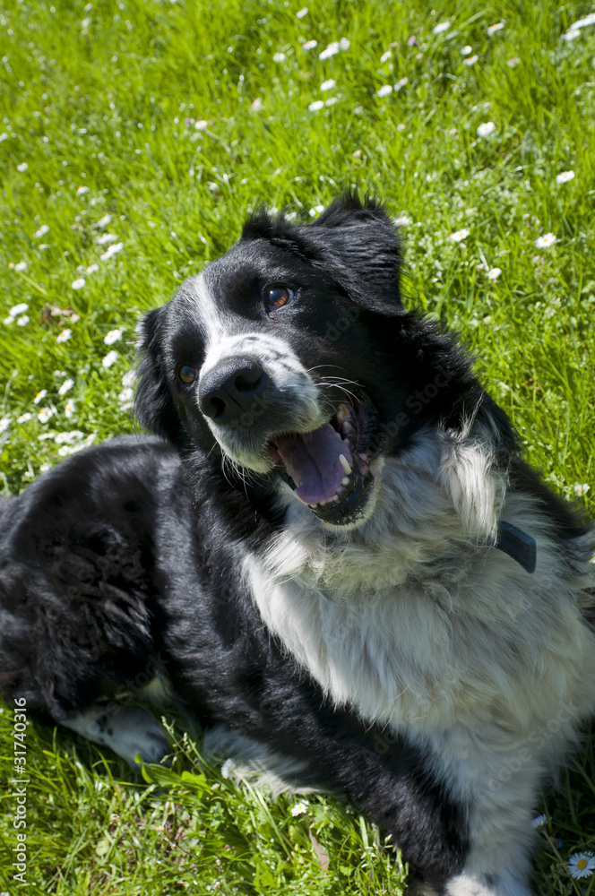 Fototapeta premium black and white dog on green grass
