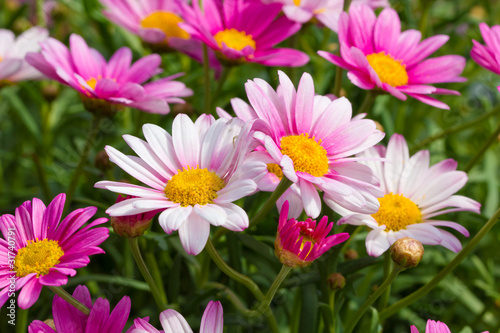 Bunch of Marguerites