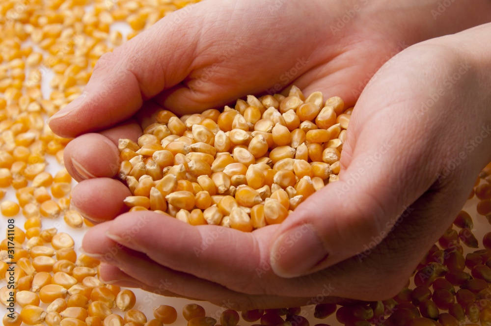 Grain of corn in hands (2) Grain of corn in hands (2)
