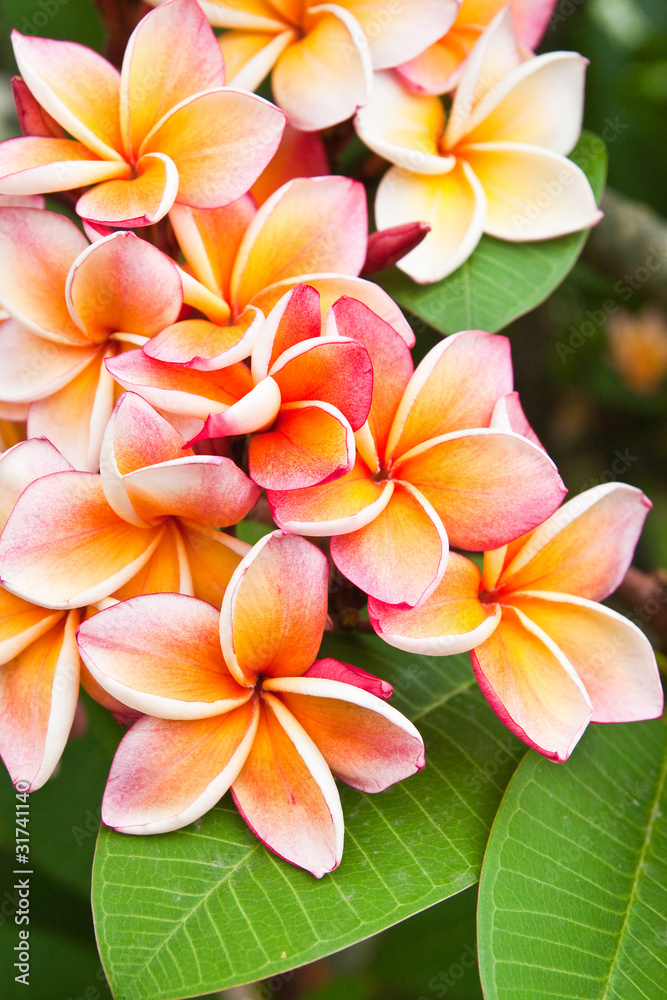 Plumeria flowers Plumeria flowers