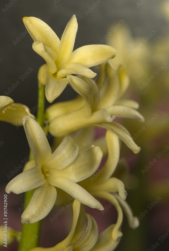 Fototapeta premium Hyacinthus