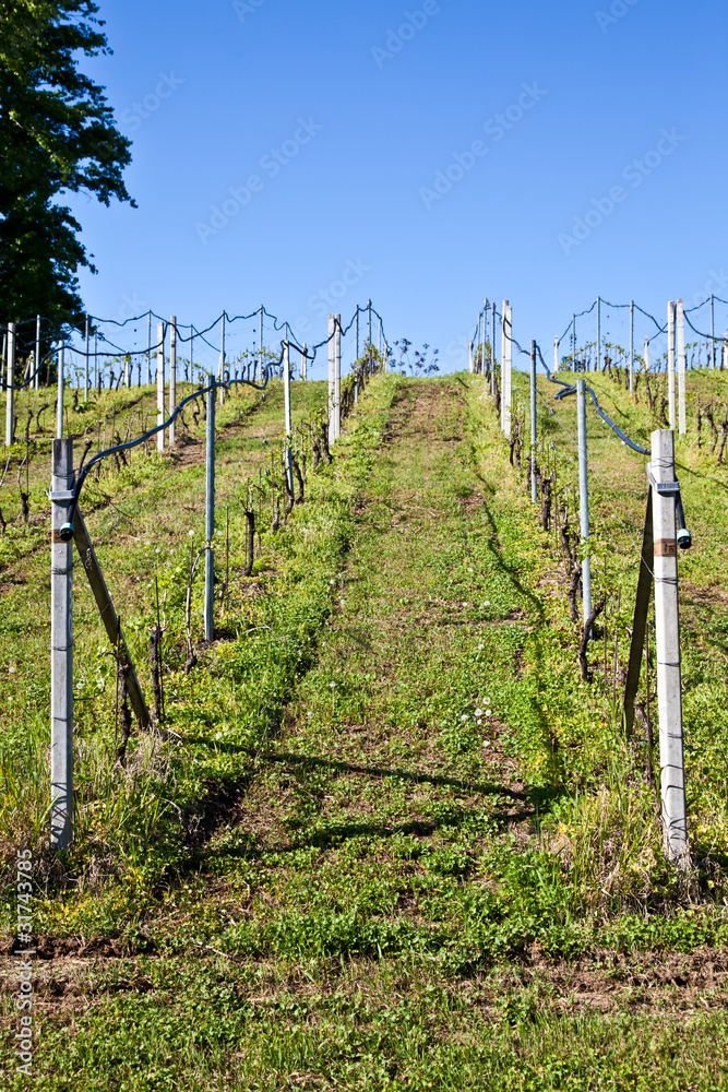 Vineyard irrigation system Vineyard irrigation system