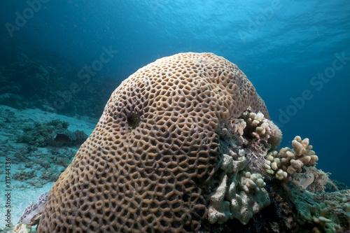 Honeycomb coral in the Red Sea.