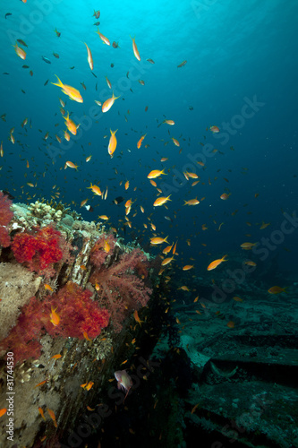 Fototapeta Naklejka Na Ścianę i Meble -  Cargo of the Yolanda wreck and coral reef in the Red Sea.