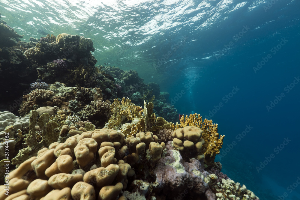 Fototapeta premium coral reef and fish in the Red Sea.