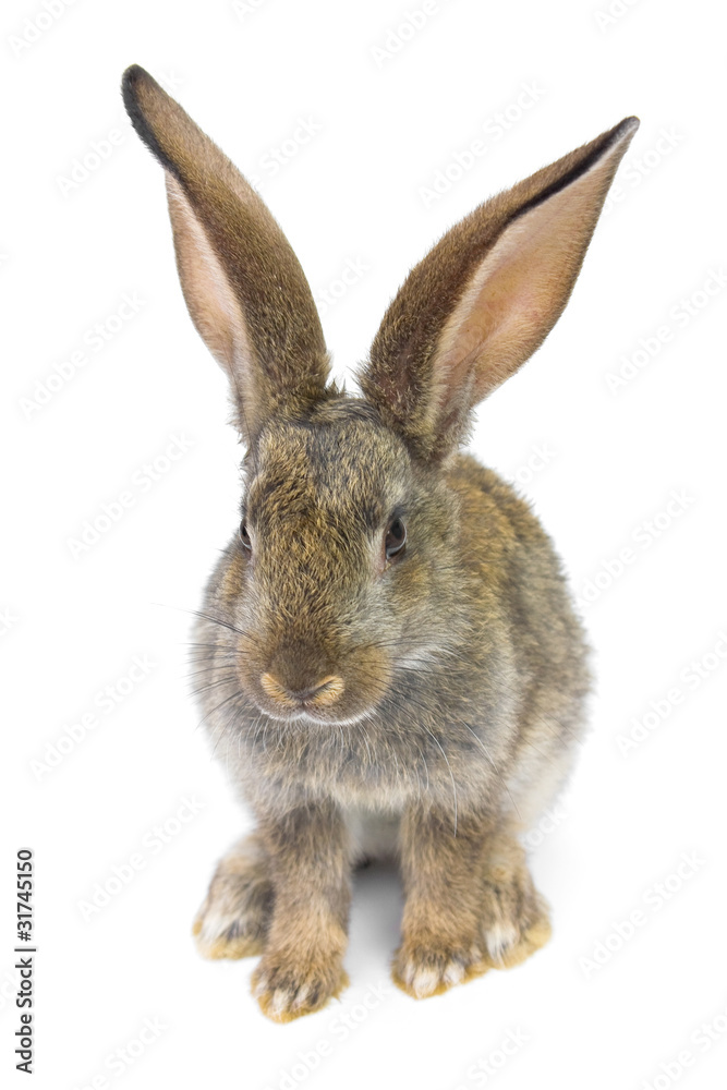 Fototapeta premium gray rabbit