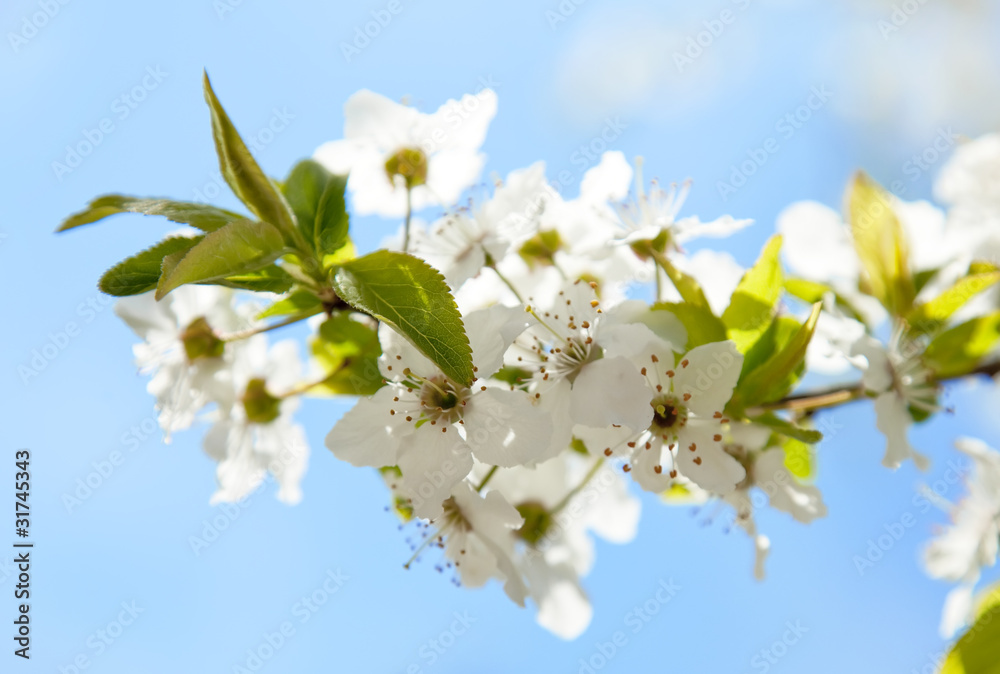 bloom tree bloom tree