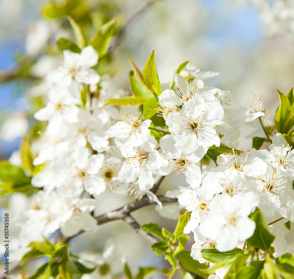 bloom tree