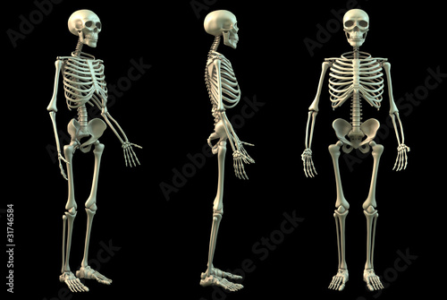 scheletro photo