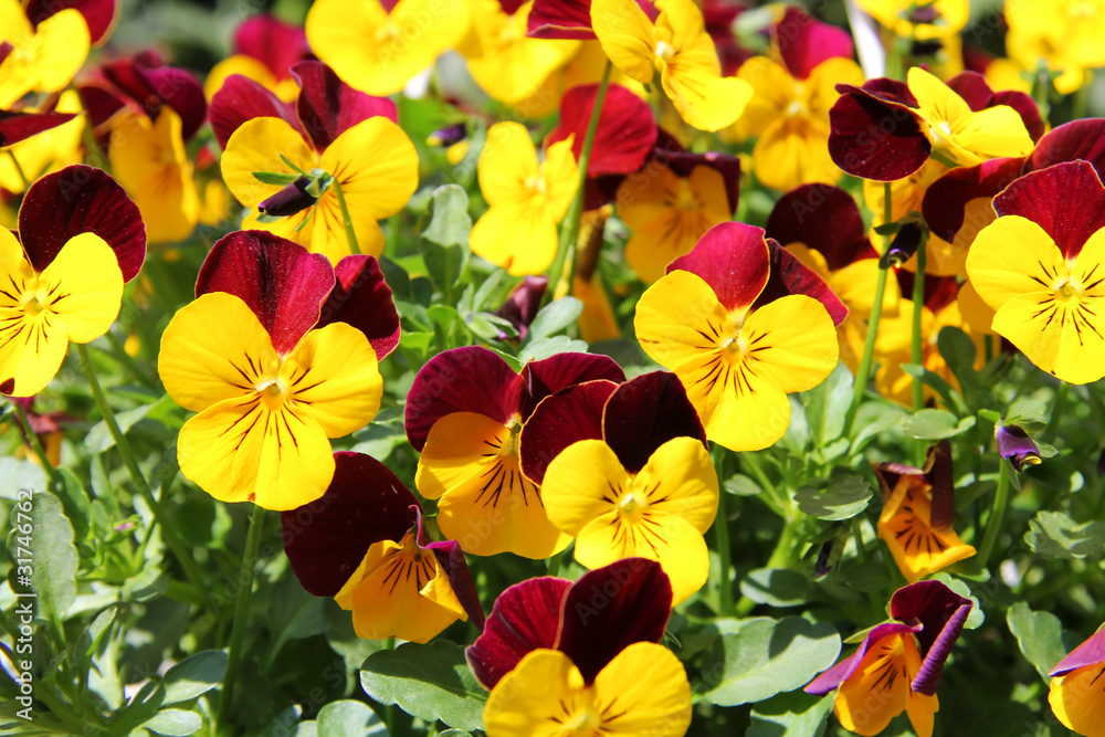 Pansy Pansy