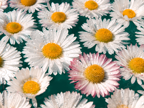 daisy flowers