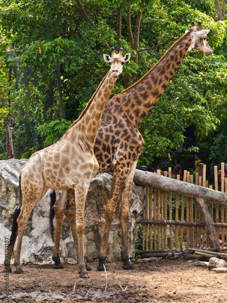 Obraz premium Giraffe