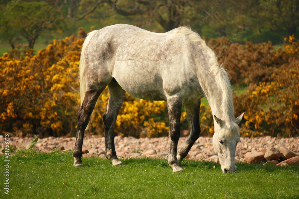 white spotted horse white spotted horse