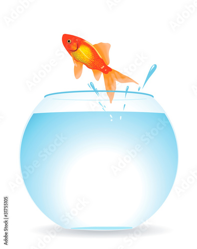 Fish and aquarium