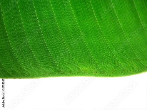 banna leaf texture1
