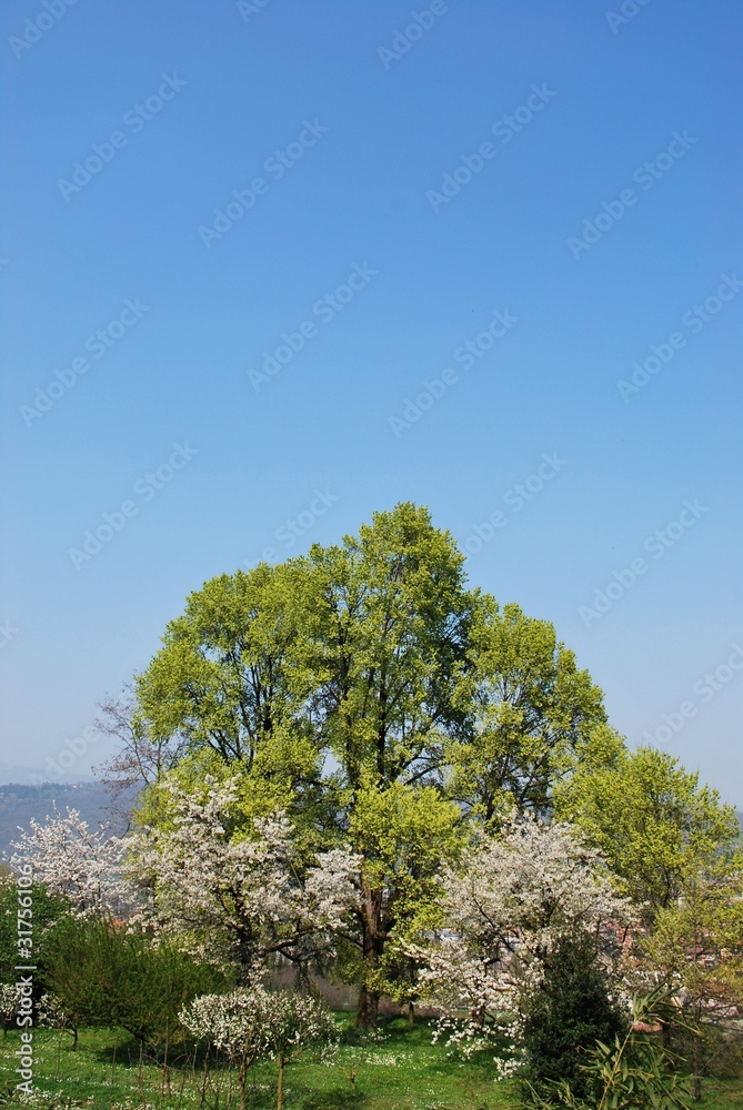 Flowering trees in spring, Bergamo, Lombardy, Italy Flowering trees in spring, Bergamo, Lombardy, Italy
