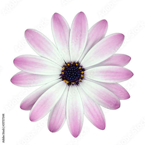 White and Pink Osteosperumum Flower isolated