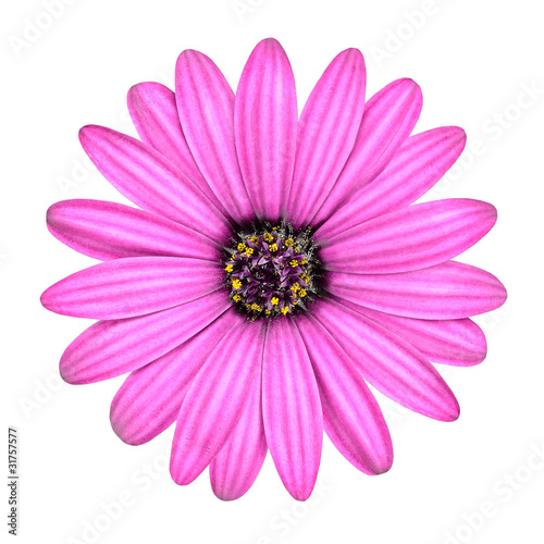 Violet Pink Osteosperumum Flower Isolated on White