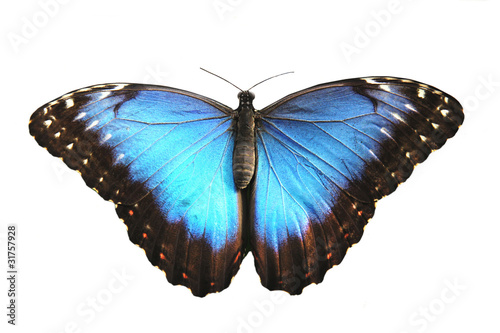 Beautiful Blue butterfly, morpho peleides. photo