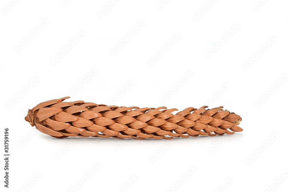 Obraz premium Pine cone