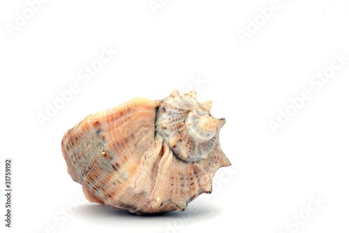 Shell isolated on white .