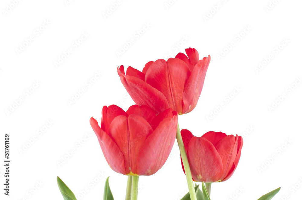 tulip tulip