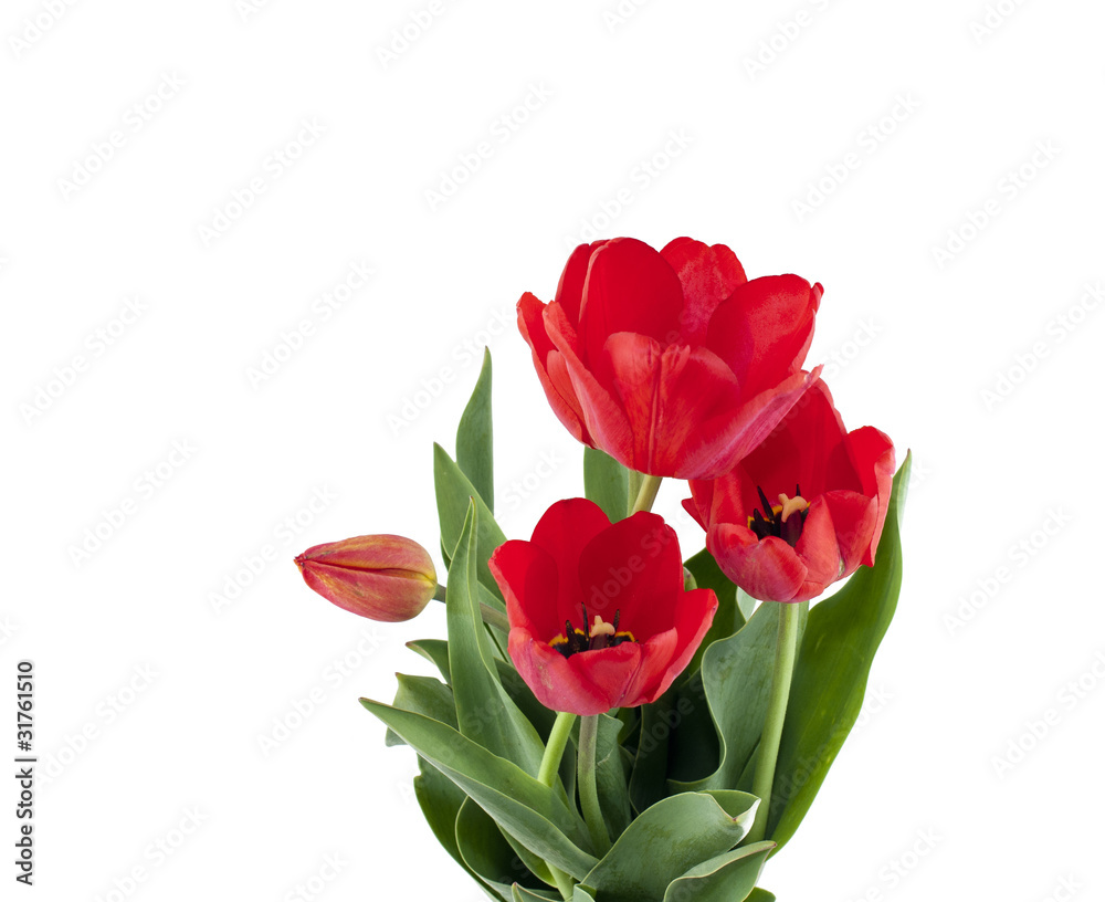 tulip tulip