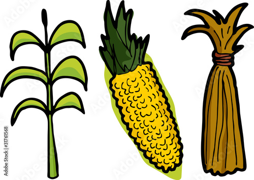 Corn in Three Stages