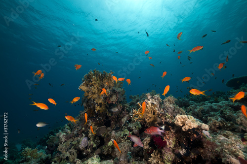 Fototapeta Naklejka Na Ścianę i Meble -  coral reef and fish in the Red Sea.