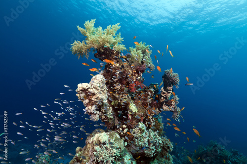 Fototapeta Naklejka Na Ścianę i Meble -  coral reef and fish in the Red Sea.