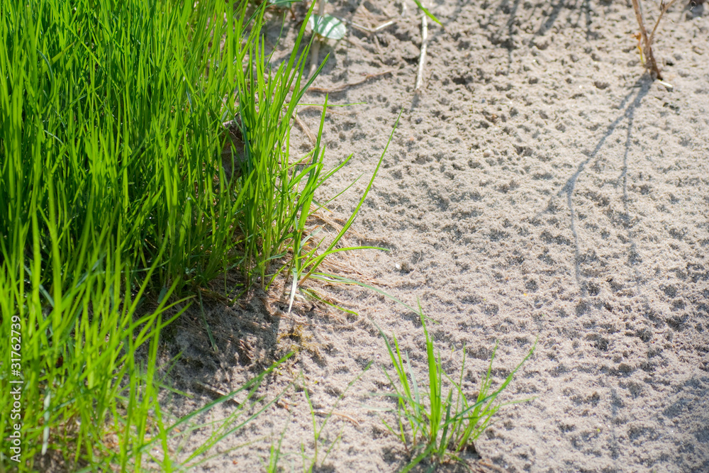 Gras und Sand Gras und Sand